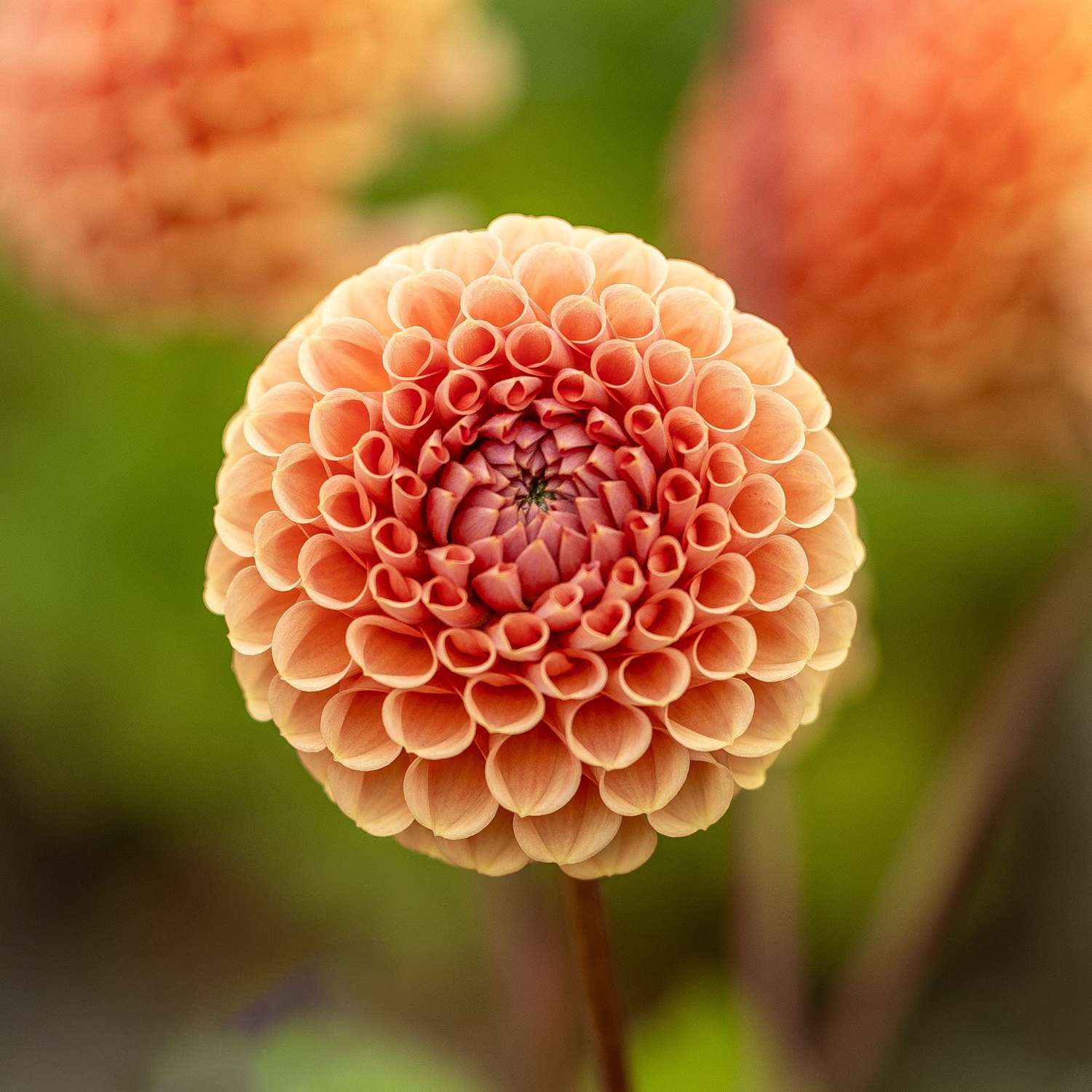 Daalia 'Cornel Brons'